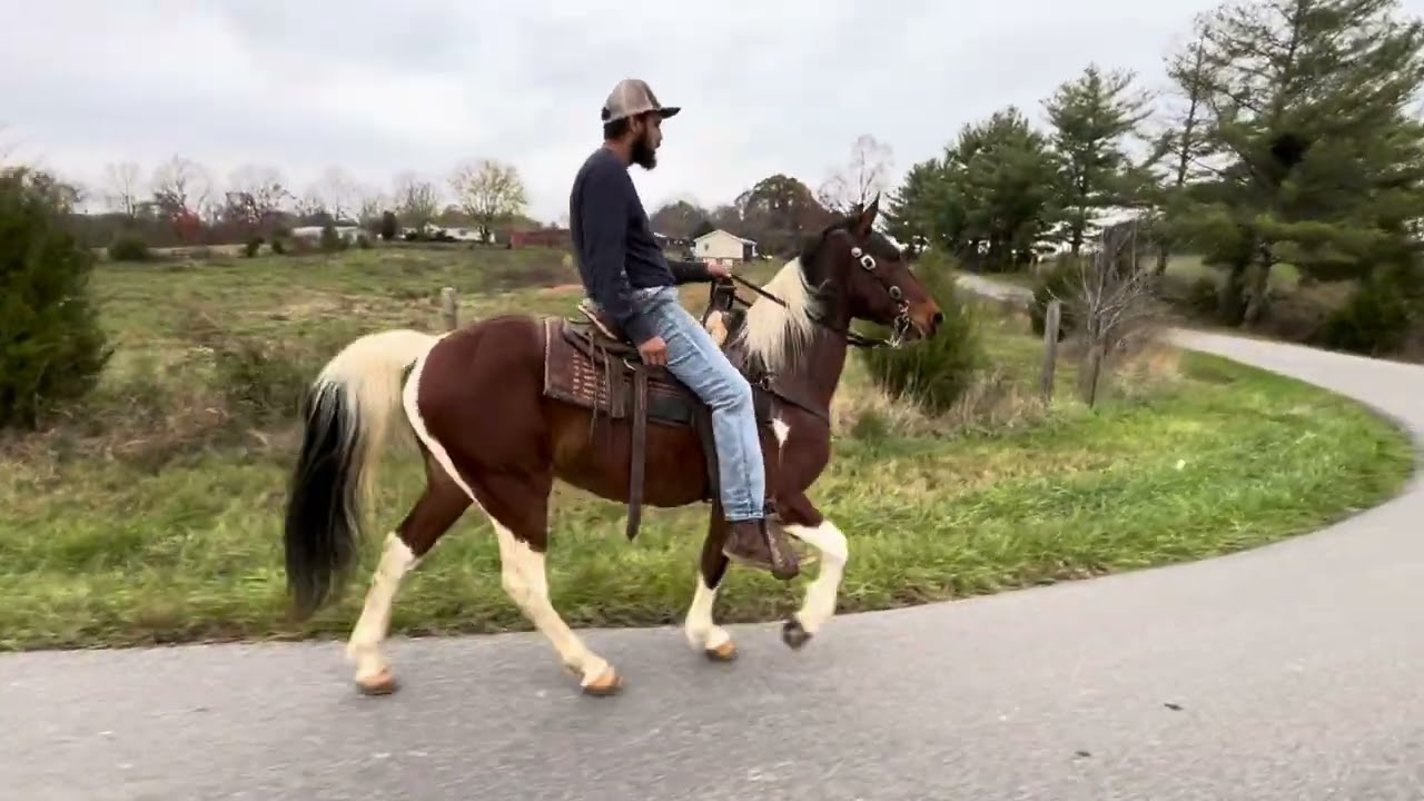 Hot Rod is a 6 year old Ky Mountain