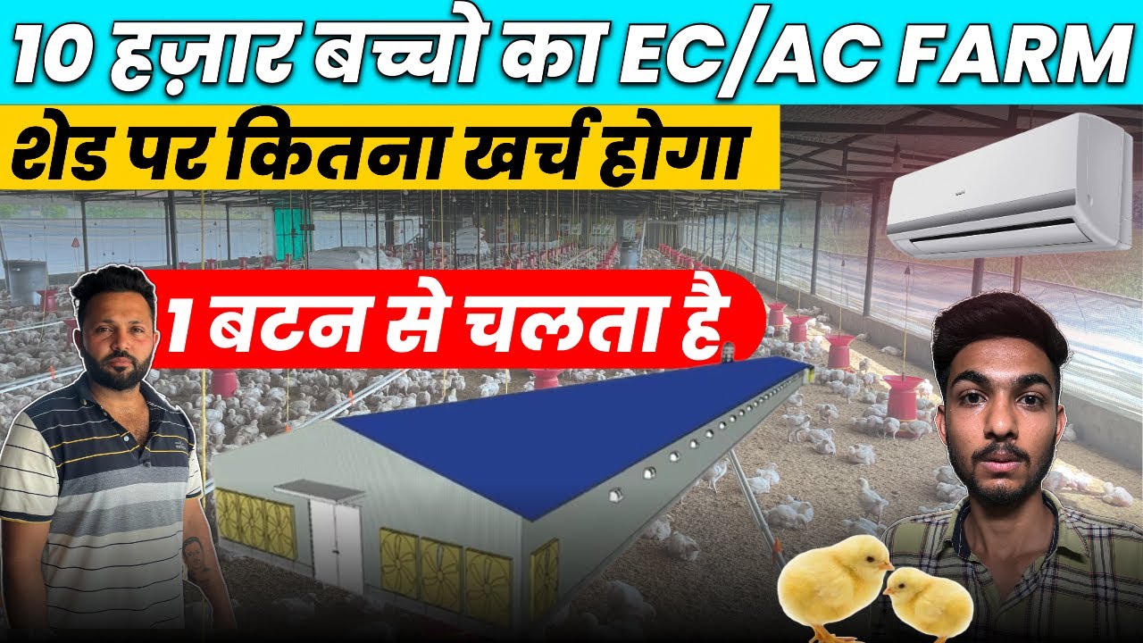 10 हज़ार बच्चो का EC/Ac Boiler Poultry farm shed construction में कितने लाख में तैयार होगा ।