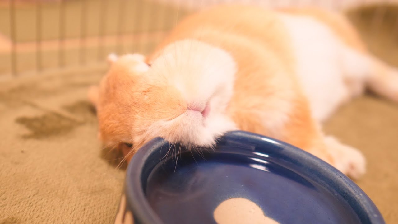 お皿に水入れたのに一切飲まずに最終的に枕がわりに使ってました【No.424】
