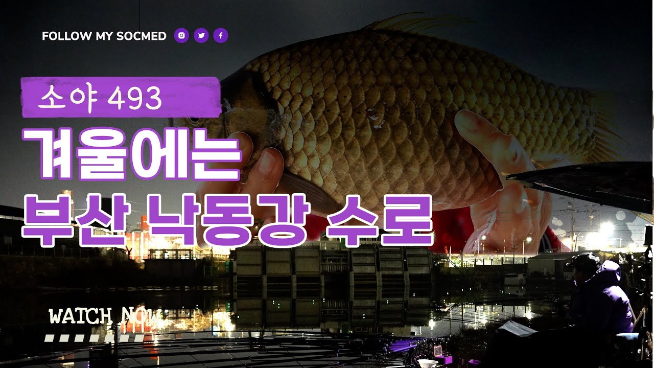 혹한을 피해 남쪽으로 부산 낙동강 수로에서 4짜