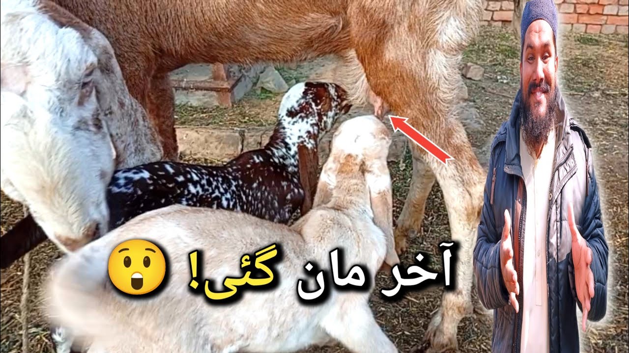 بکری نے آخرکار بچوں کو دودھ پلا دیا | گاؤں کی اصل صبح 🐐