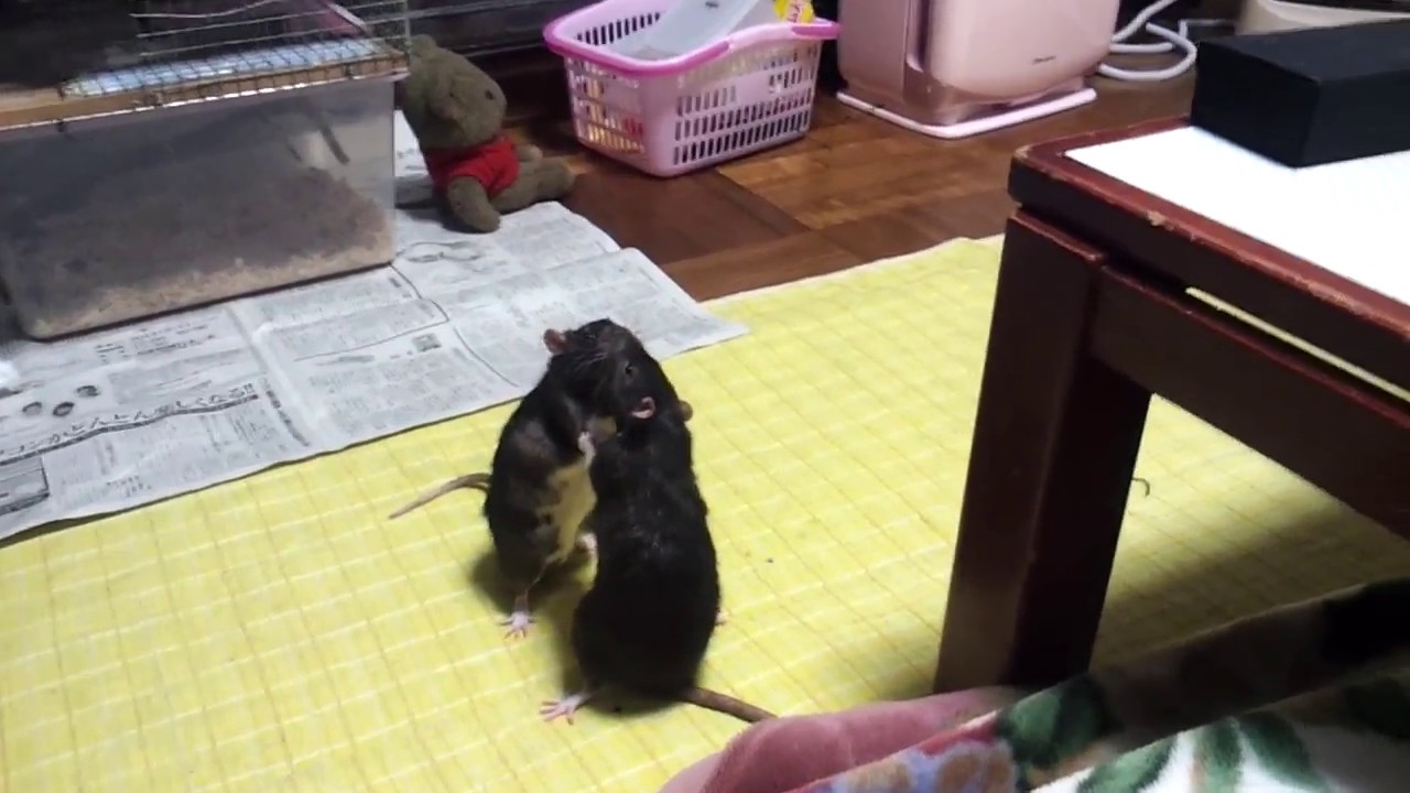ファンシーラット喧嘩