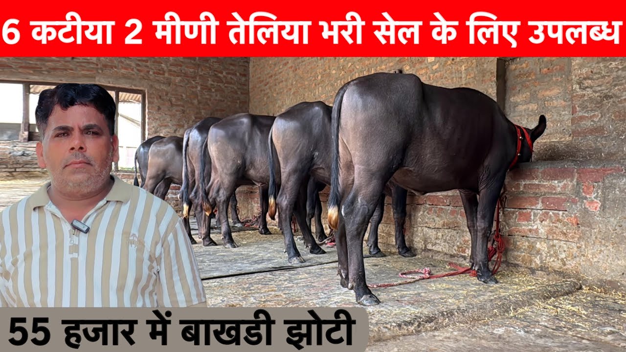 मात्र 22 हजार से सुरवात 6 कटीया व बाखडी झोटी सेल के लिए उपलब्ध 2 मीणी Shrma Dairy farm Sisral ✅