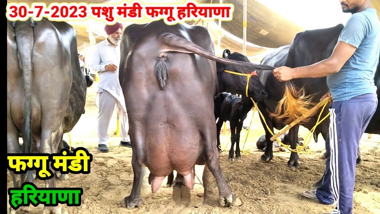 30-7-2023 पशु मंडी फग्गू हरियाणा, हरियाणा की सबसे बड़ी भैंसों की मंडी @pindisidhufarm88