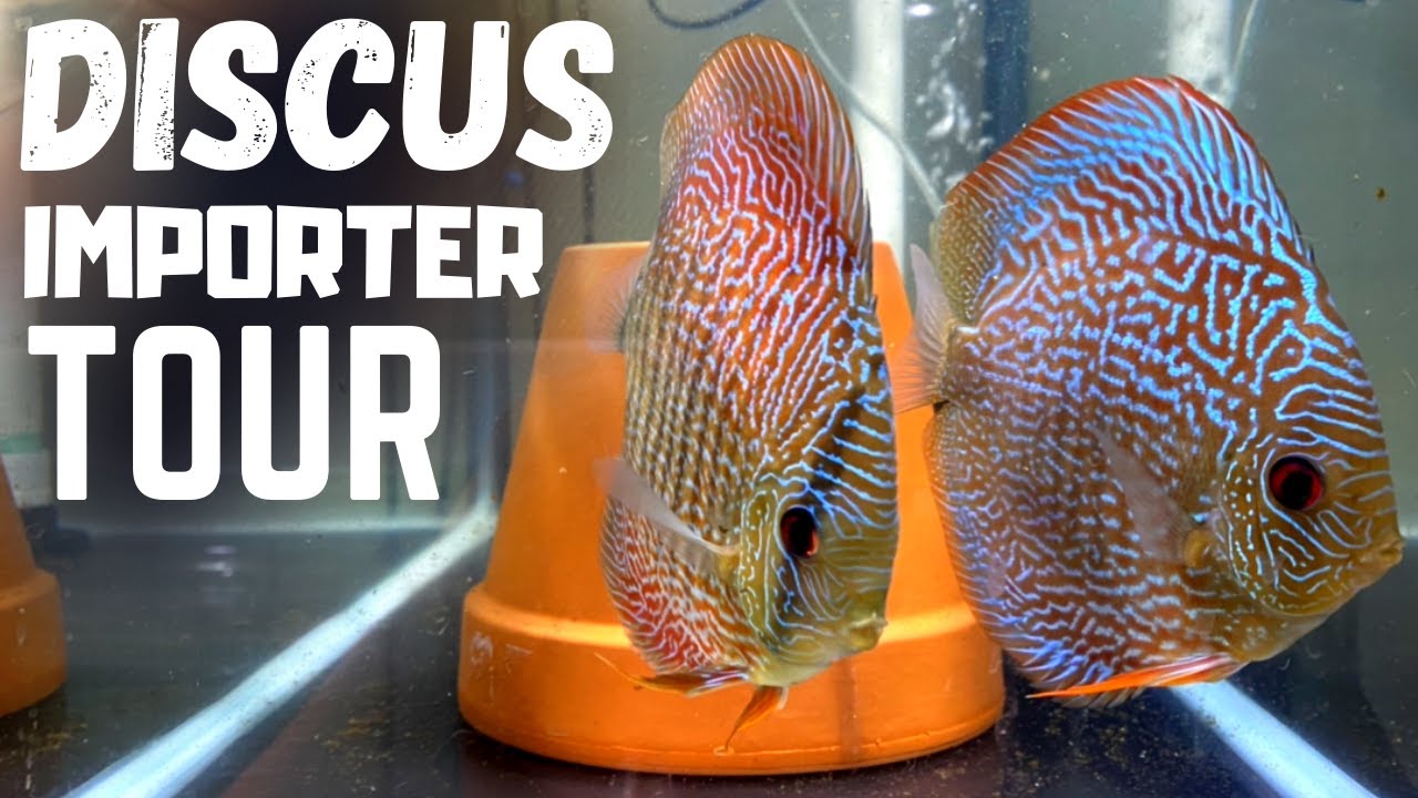 Super EXOTIC Discus Importer! Fish Room Tour!