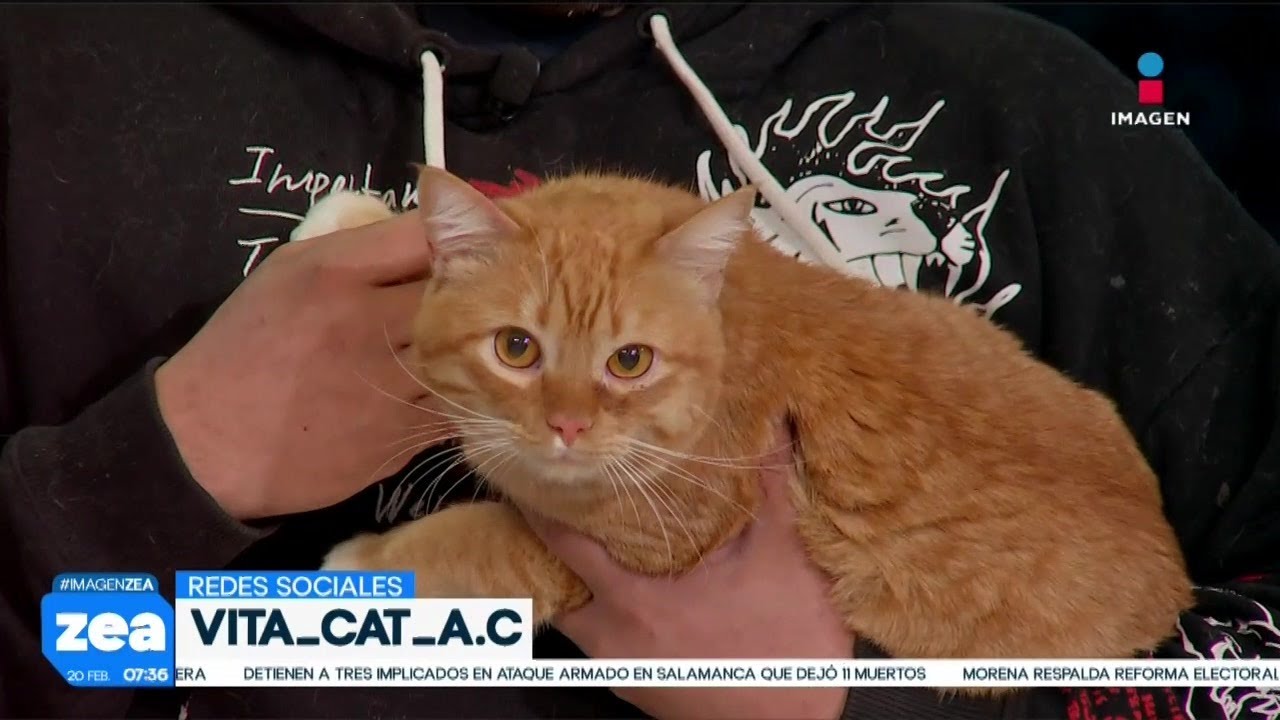 ¡Adopta, no compres! Miel es un gatito que busca una familia amorosa | Noticias con Francisco Zea