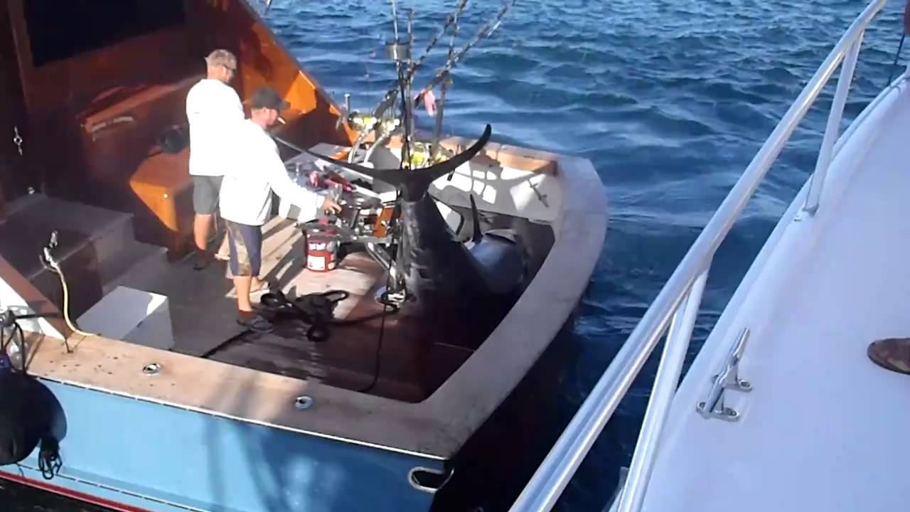 crane lifts grander blue marlin