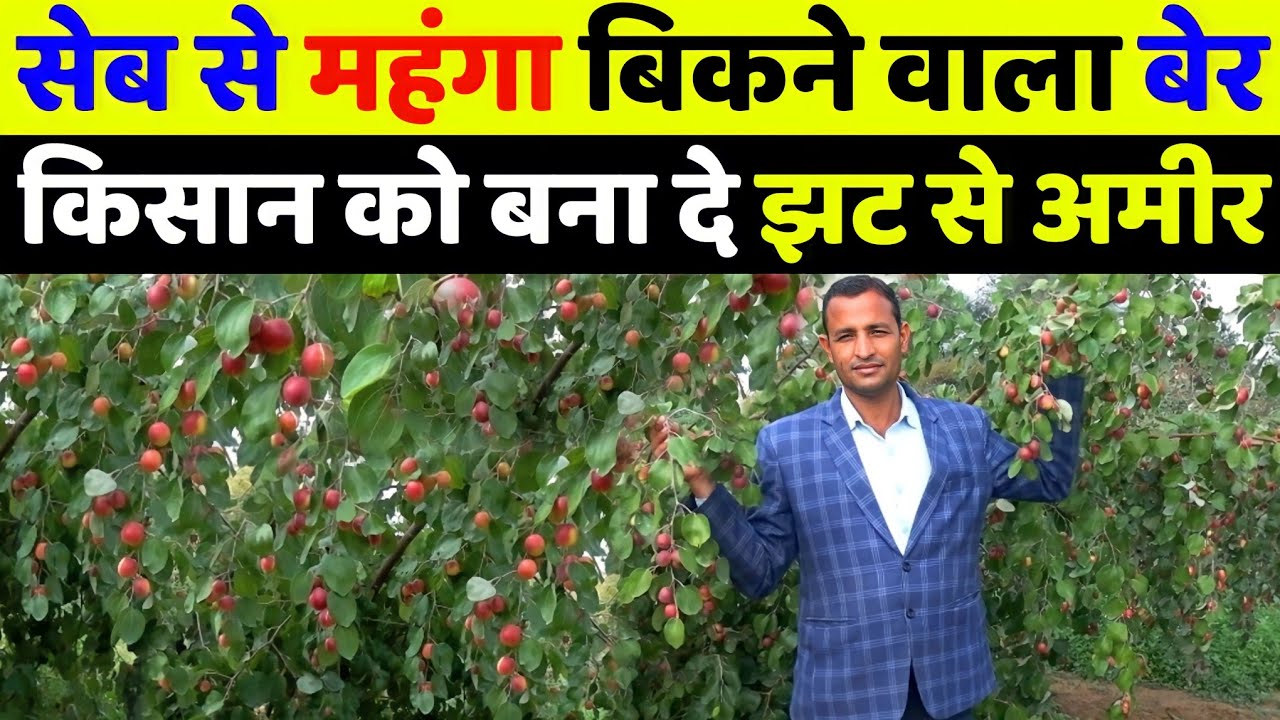 बाल सिंदुरी बेर की खेती कैसे करें | ball sundari apple ber farming | ber ki kheti kab aur kaise kare