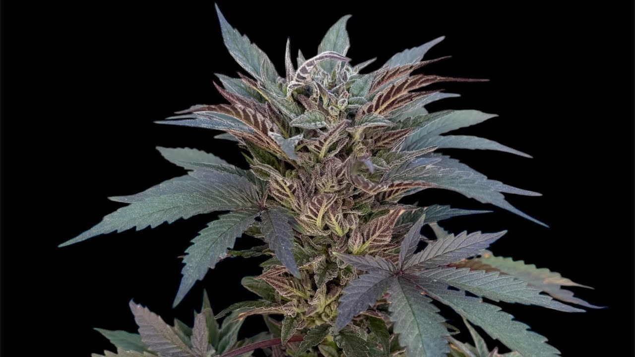 Jupiter OG! Outdoor seed to harvest review. the Cali connection seed co. Winter Grow! OG Kush hunt!