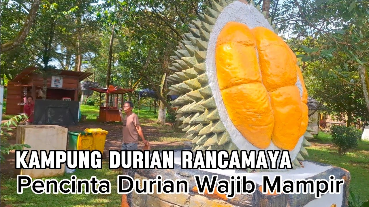 Kampung Durian Rancamaya ‼️ Sensasi  Menikmati durian di kebun nya