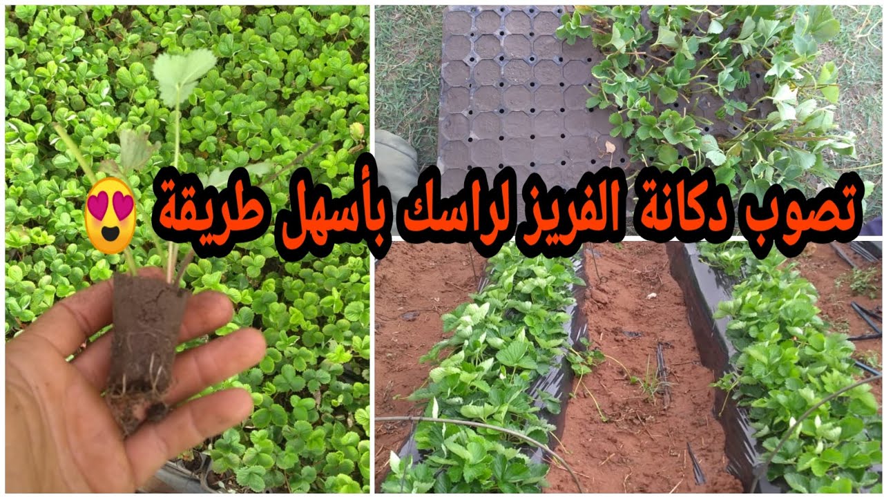 أجي تعلم كيفاش تزرع الفريز (الفراولة) بطريقة مبسطة وبأقل تكلفة +وشحال تحتاج للزراعة هكتار من الفريز