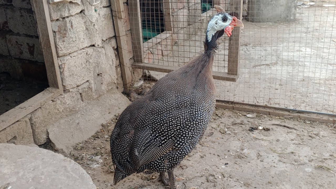 Chakor Like Share comment Subscribe 🌹🌹