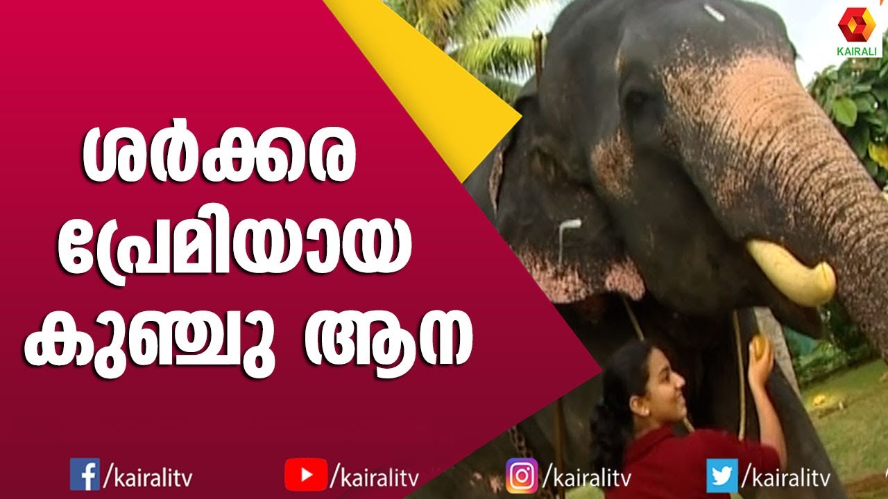 ആണ്ടവൻ എന്ന ആനപാപ്പാൻ കുഞ്ചുവിന്റെ കാലുകൾക്കിടയിൽ വീണു | Elephant Stories Kerala Elepahants