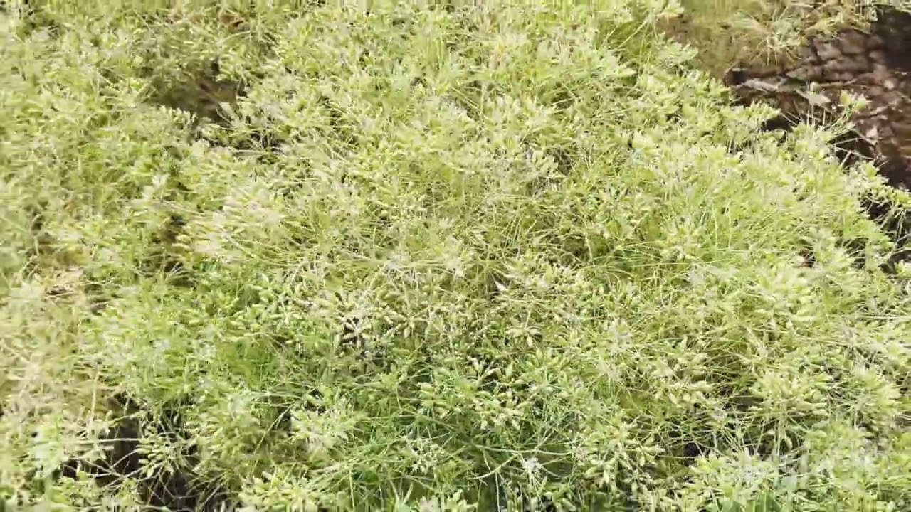 #Goldking biogene pvt.ltd.#gopal zapadiya#cumin seeds#જીરુ બિયારણ#જીરુ#ગોલ્ડકીંગ#A-1 જીરુ🍀🍀