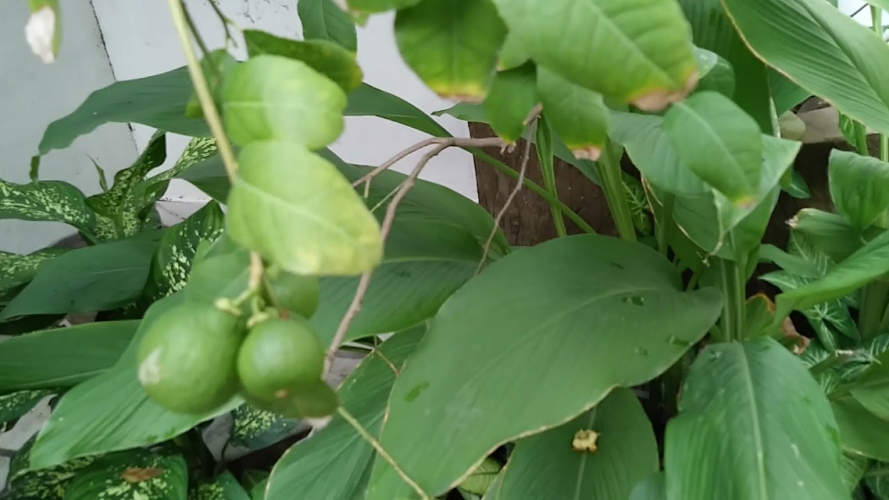 बारहमासी नींबू के पौधे की पहचान  Identification of Barahmasi Lemon plant