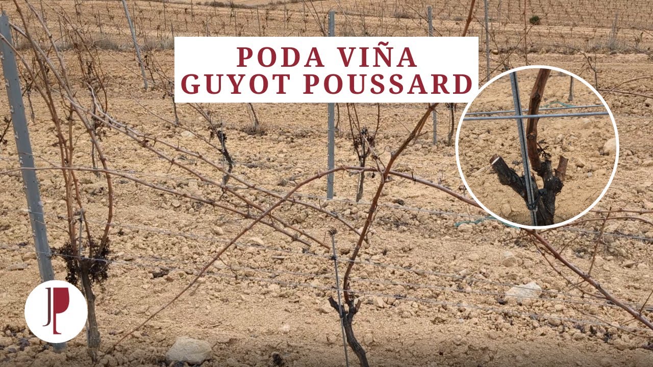 Poda Viña Guyot poussard