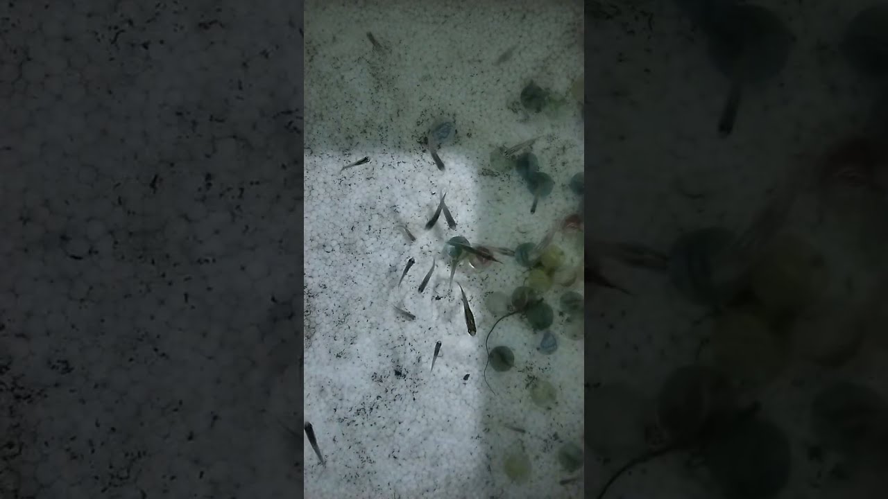 cá cảnh cà mau đang phát trực tiếp!