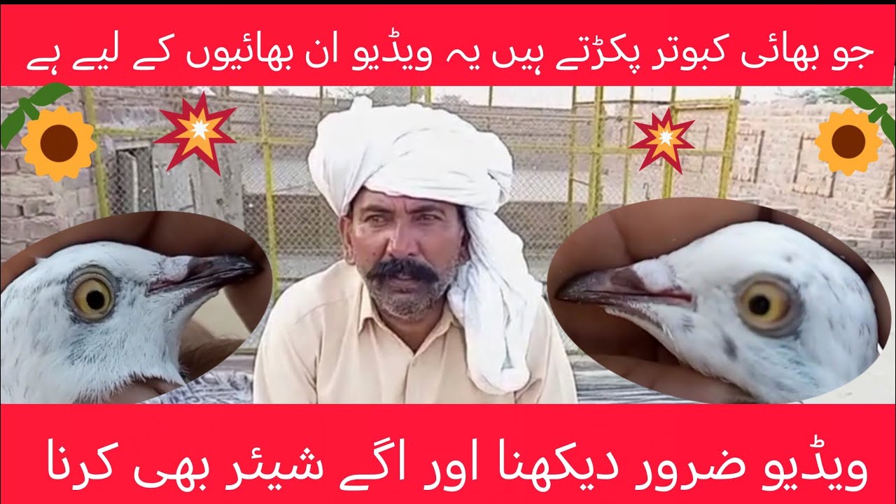 جو بھائی کبوتر پکڑتے ہیں یہ ویڈیو ان کے لیے ہے 