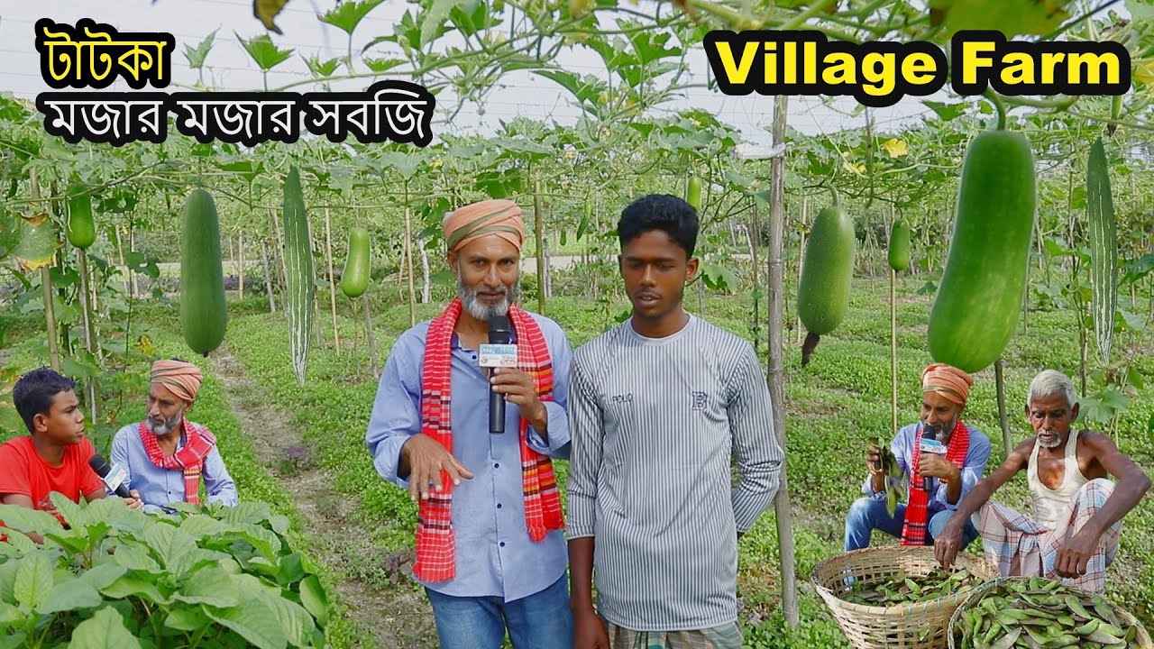 Amazing Vegetable Farm in Bangladesh Village | টাটকা মজার মজার সবজি