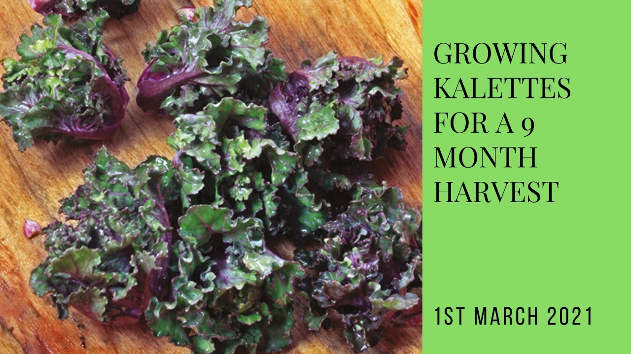 Growing kalettes for an incredible 9 month harvest!  |  free eBook linked below