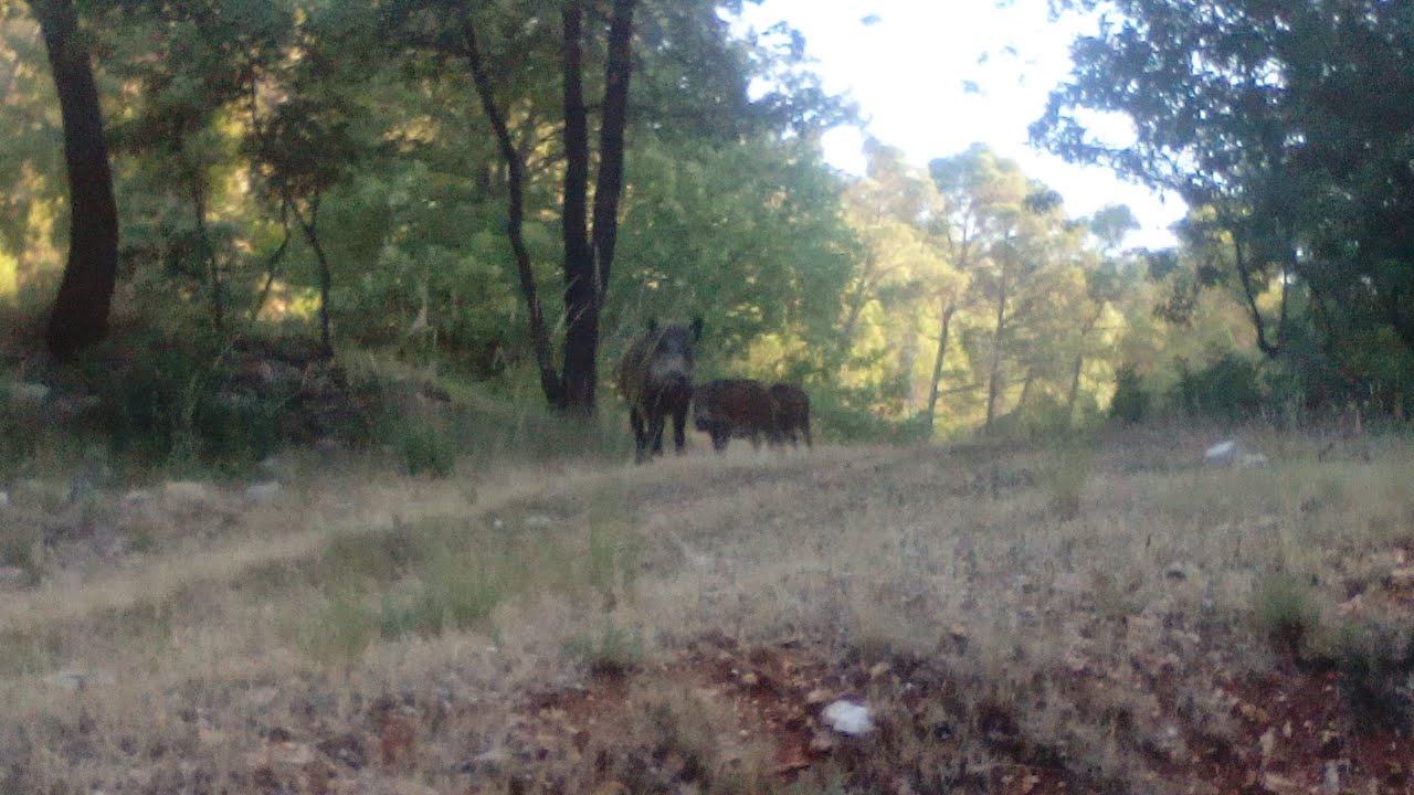 Fauna de la Sierra de Cazorla