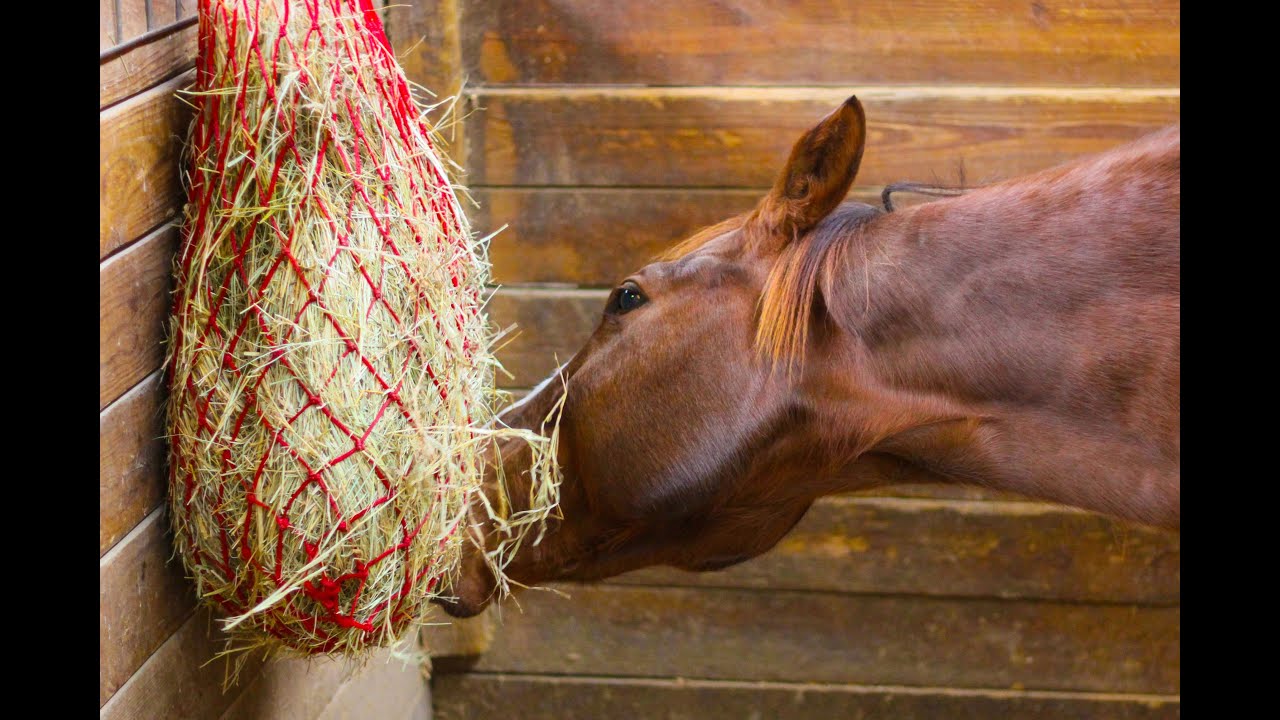 Forage Replacing: Everything Explained