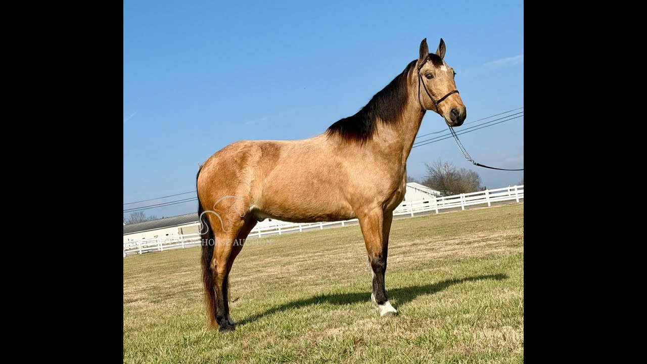 MOONSHINE -www.classichorseauction.com
