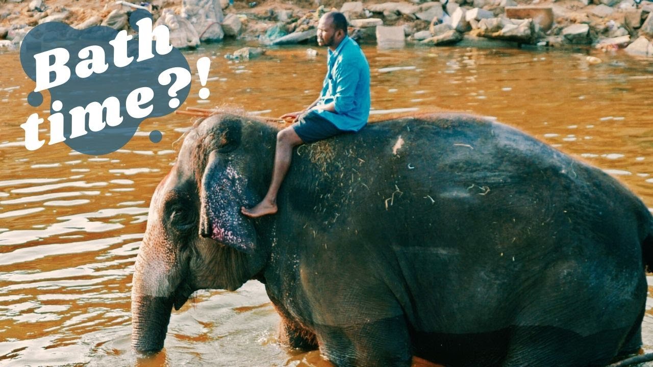 ELEPHANTS in HAMPI!! - Temple touring and elephant bathing in INDIA