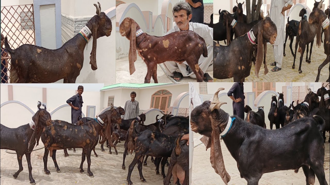 Best Quality Kamori goat breed
