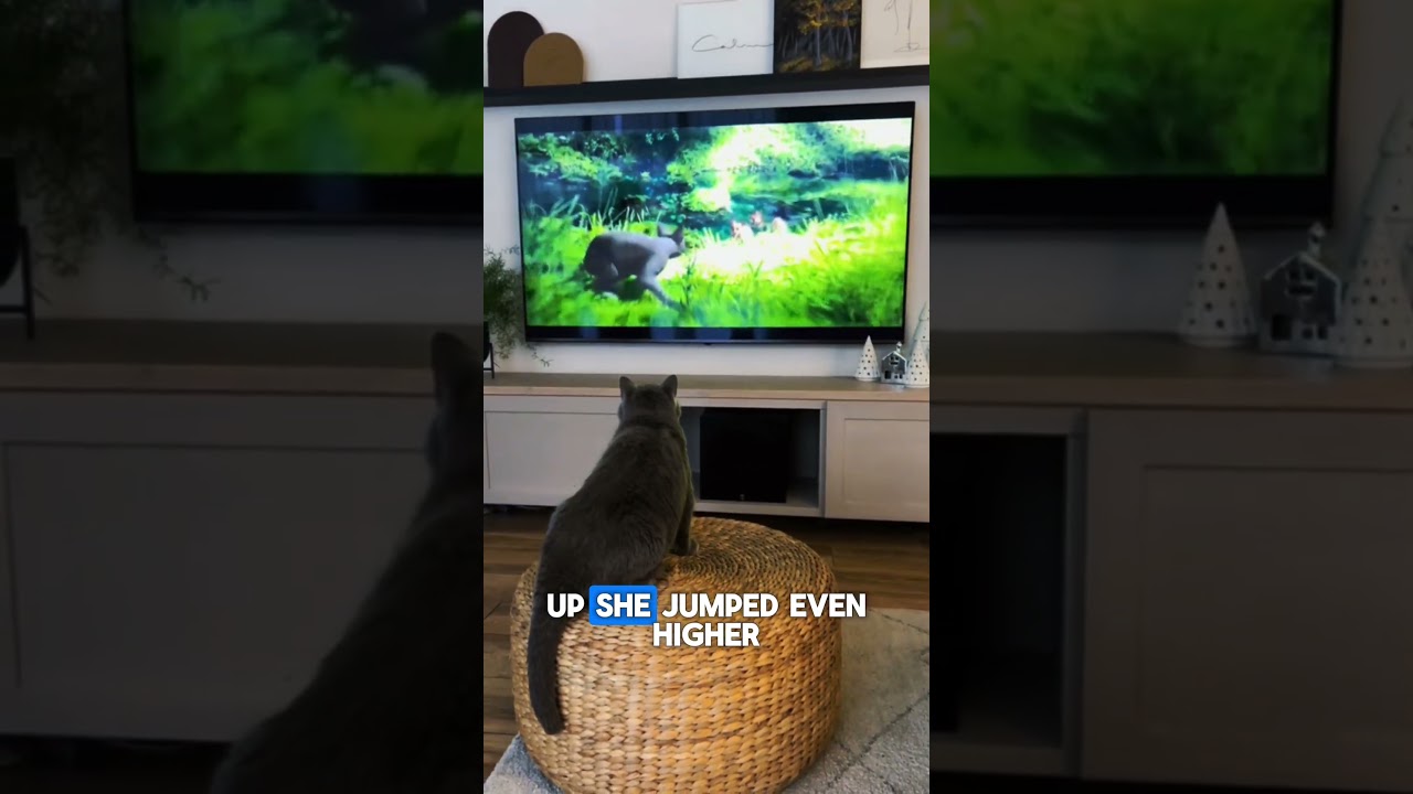 Котенок пытался поймать пульт от телевизора 📺😺