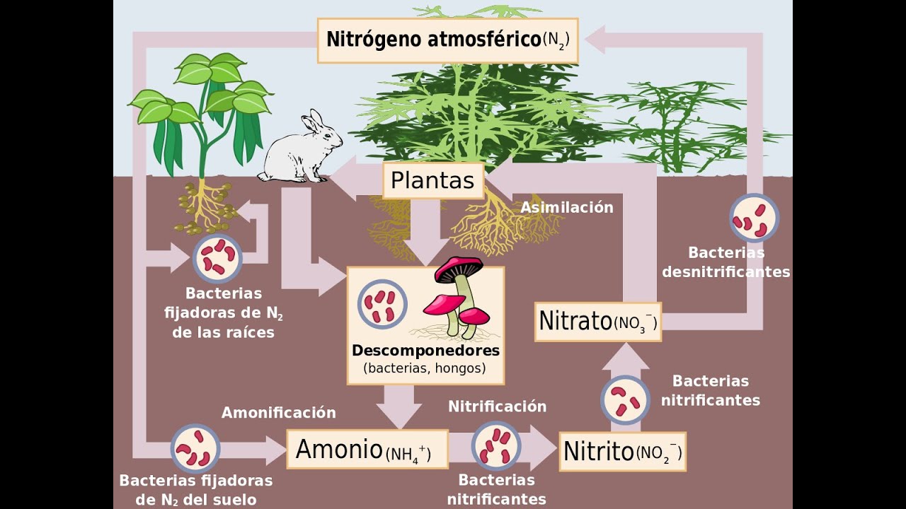 Ciclo del nitrógeno.