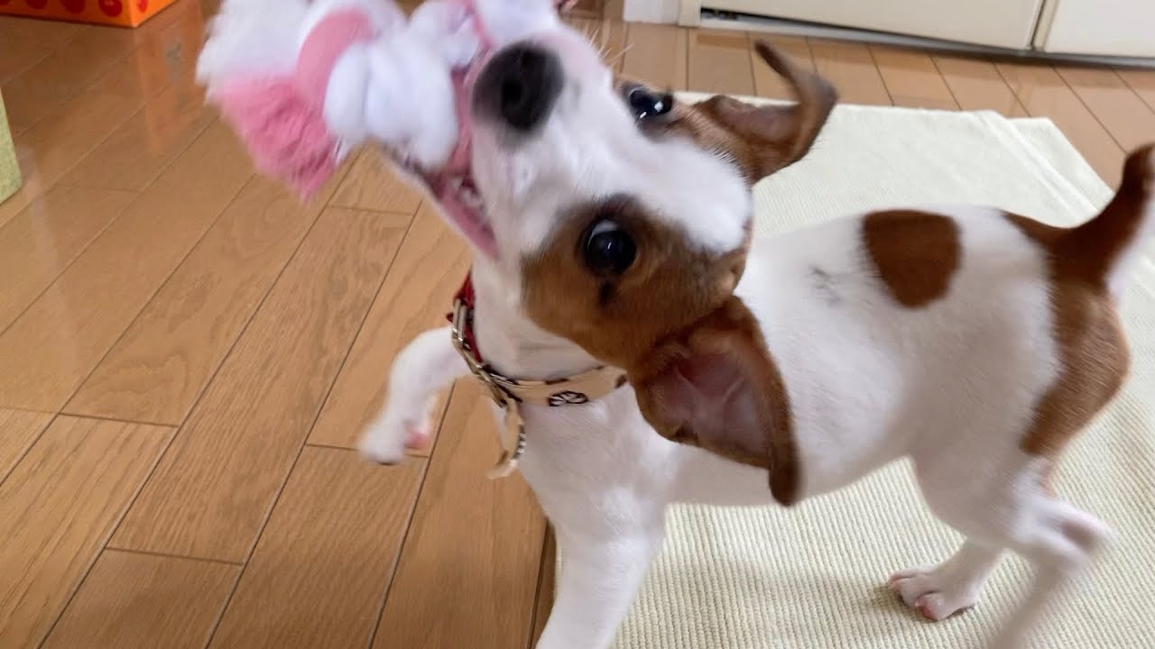 100円ショップで買ったウサギのおもちゃで大興奮の子犬　ジャックラッセルテリア【なのは】
