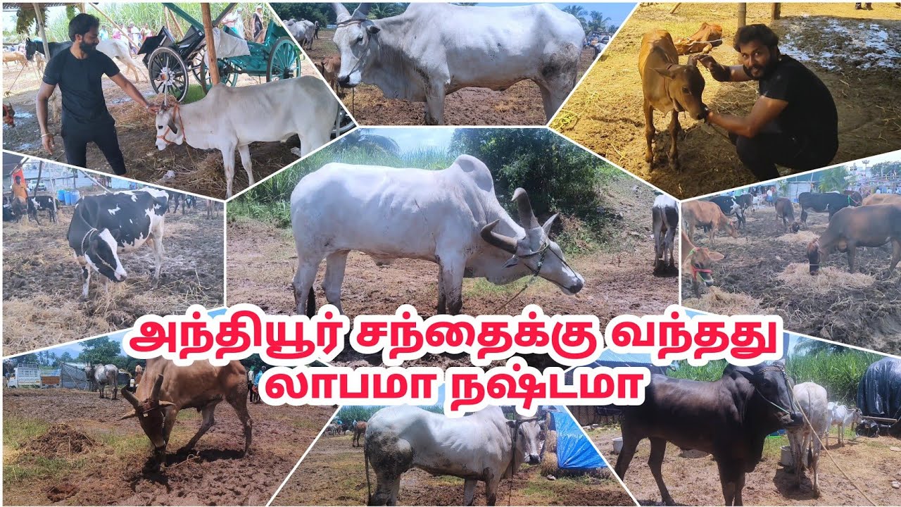 09/08/2024 அந்தியூர் மாட்டு சந்தை