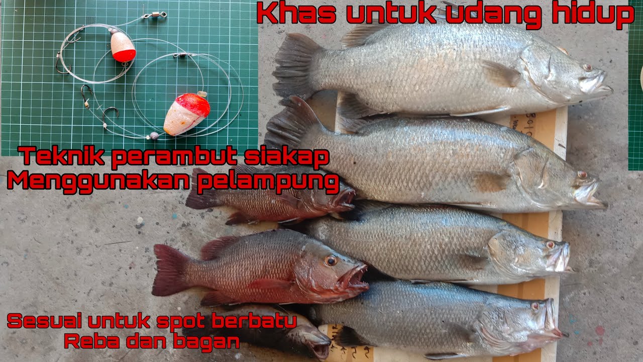 Tutorial perambut siakap menggunakan pelampung.khas untuk udang hidup