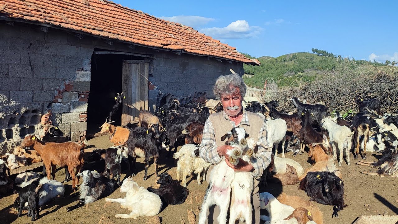 150 YILLIK KEÇİLERİN HİKAYESİ.
