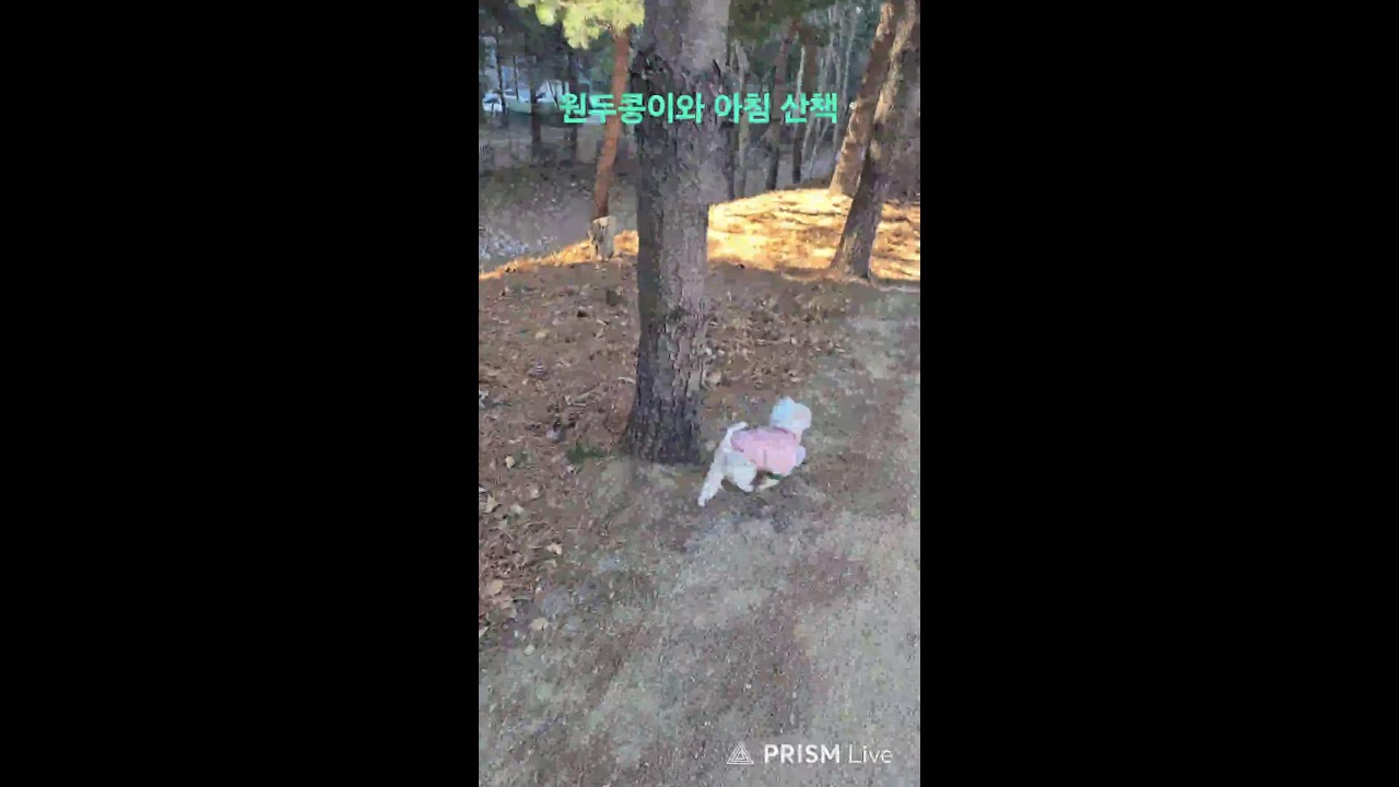 양말가족 이야기 라이브 방송