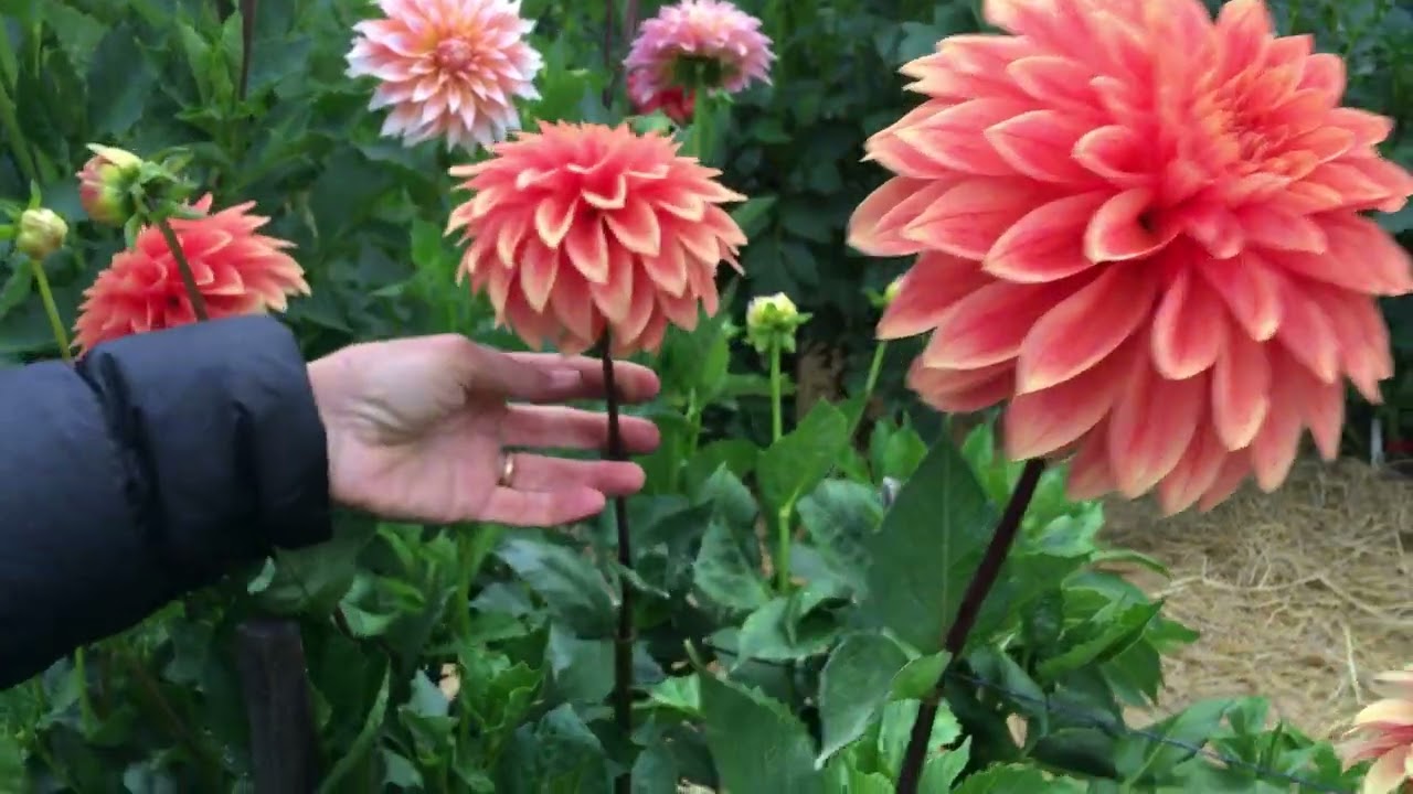 106. Walking Down a Row of Seedlings Grown in 4