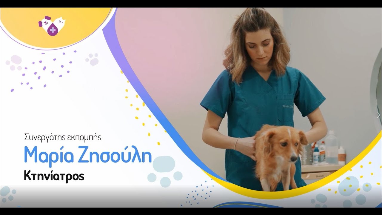 Στείρωση σκύλου - στείρωση γάτας - στείρωση κατοικίδιων