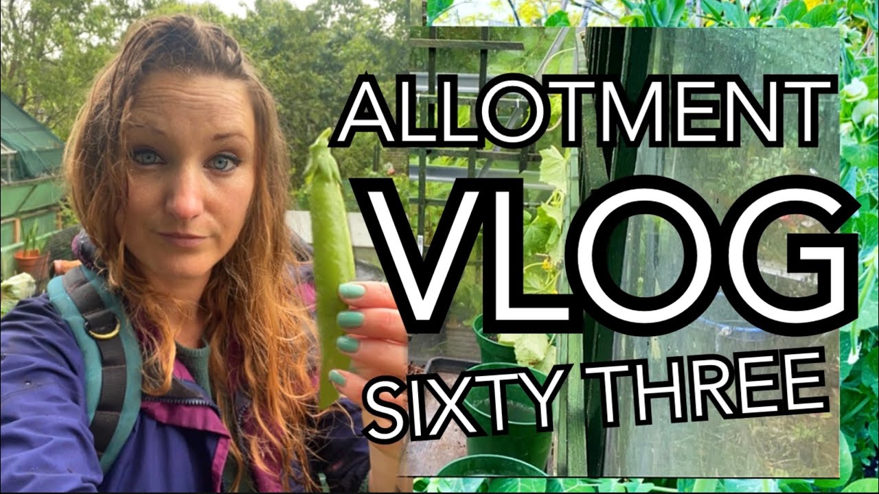 Finally sorting out the Greenhouse and picking Peas in the rain || Plot 37 (Episode 63)