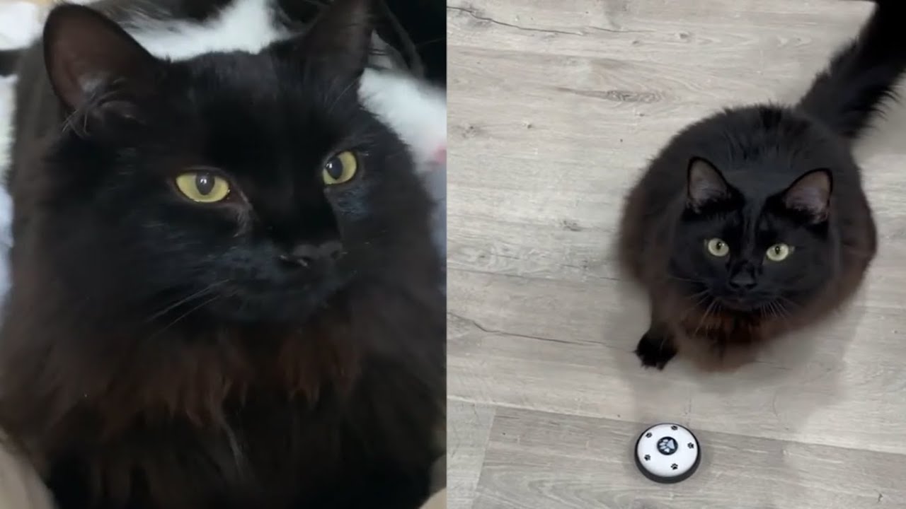 CHANTILLY TIFFANY CATS 2021