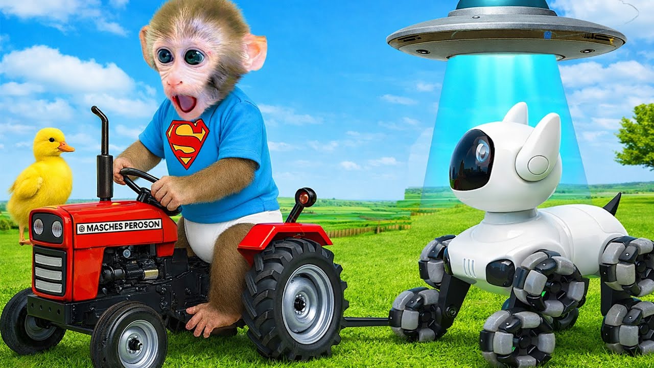 O Macaquinho bebê Bonbon quer ter um animal de estimação e brinca com um cachorro robô