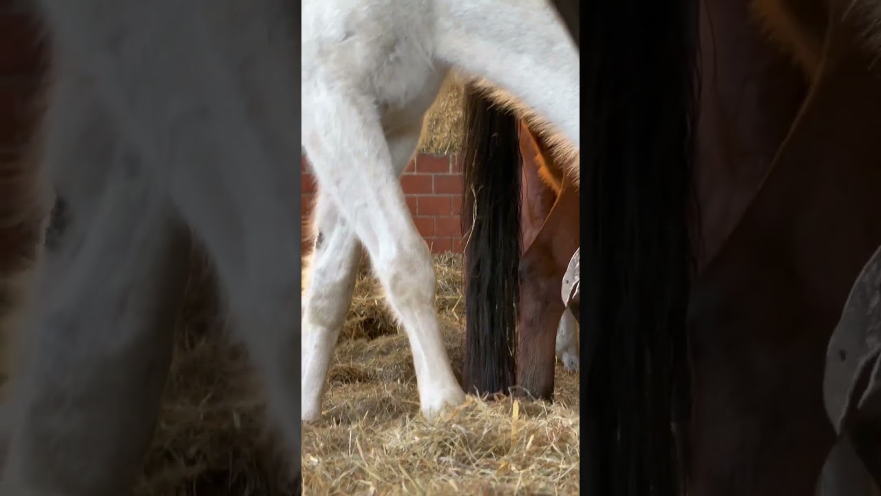 Look into his eyes #horse #animals