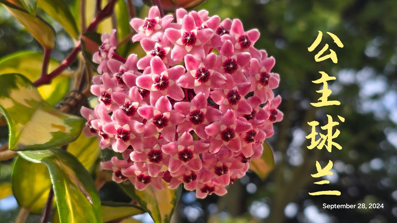 Sophie's Garden 公主球兰开花了/球兰种植及养护 Hoya Krimson Princess