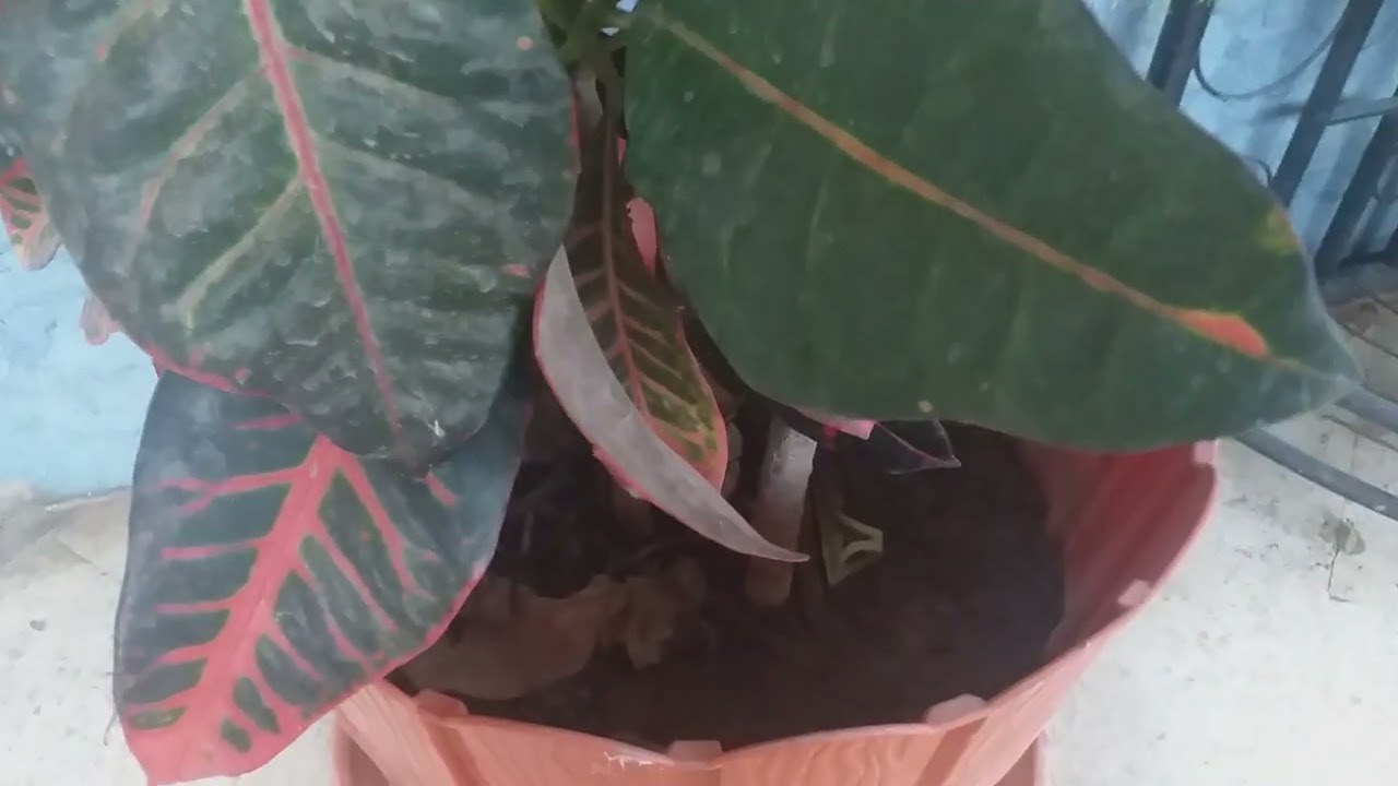 آخر تطورات نموات نبات أو شجرة الكروتون التي عندي في البيت 