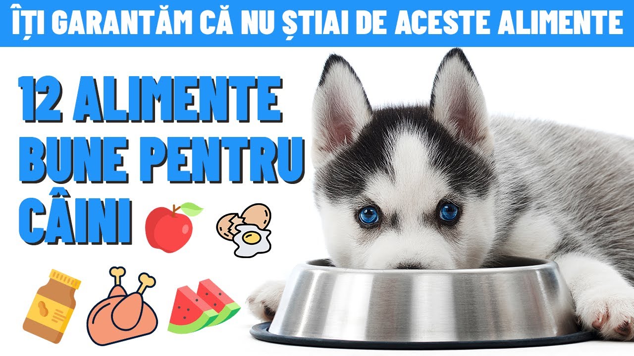 12 ALIMENTE BUNE PENTRU CÂINI