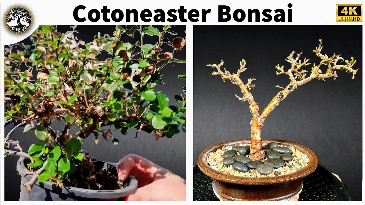 Cotoneaster Bonsai - $3 clearance tree