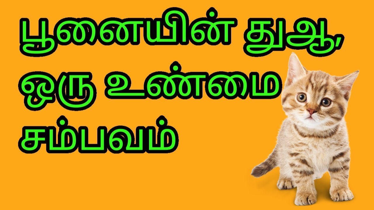 பூனையின் துஆ | இஸ்லாத்தில் தர்மம் | Tamil bayan | Prahasamtv