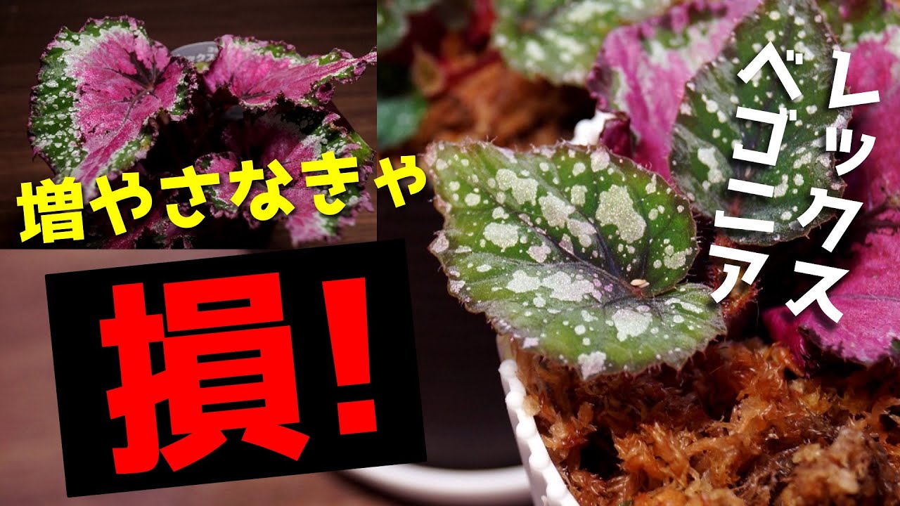 【超簡単！】レックスベゴニアを葉ざしで増やしたらモサモサに♪【観葉植物の増やし方・葉挿し編】