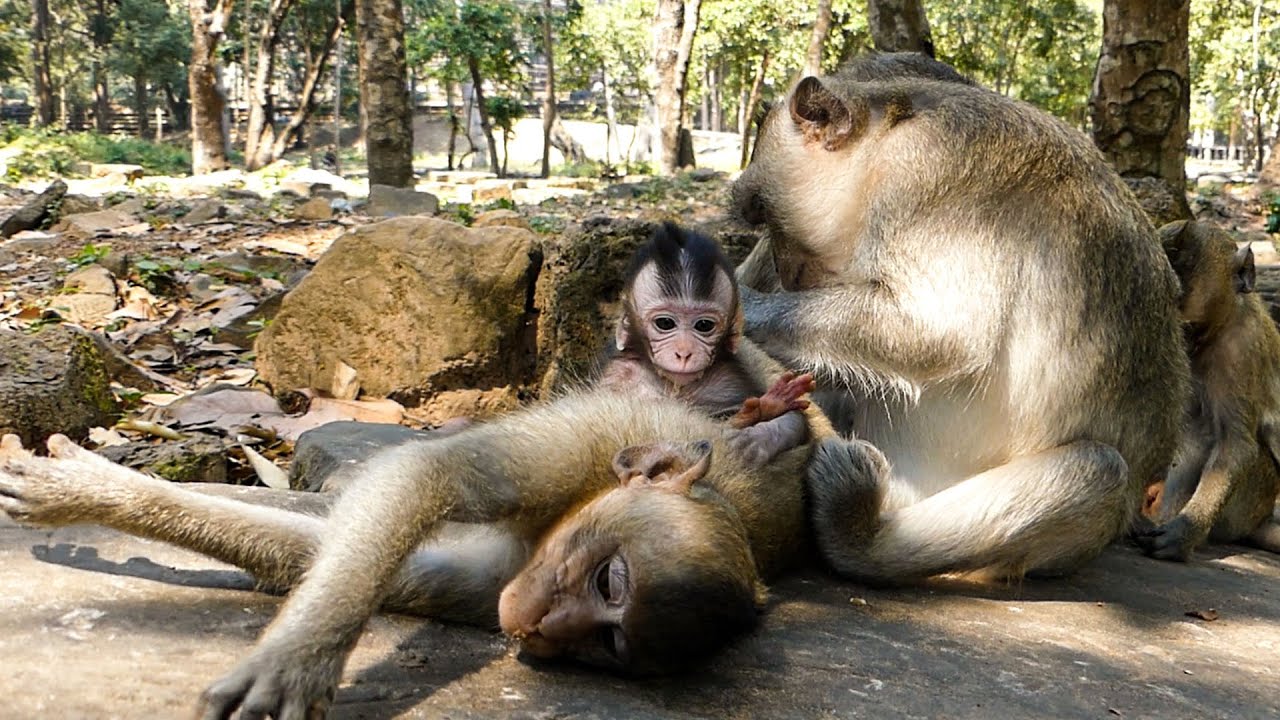 Nature moving gently | A calm nature with monkey family | Napping time in the silence world