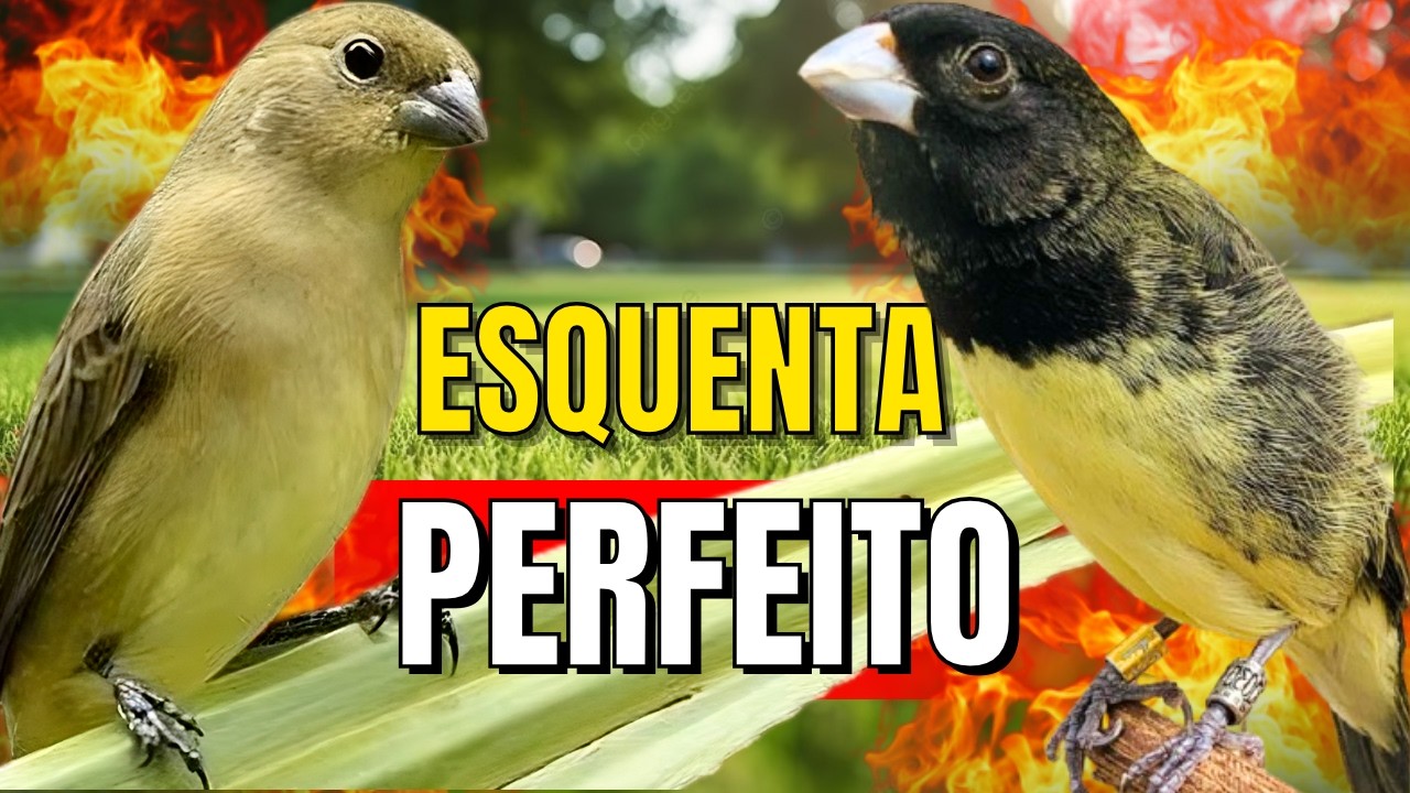 Canto Papa capim siu siu com Fêmea chamando para Esquentar papa capim siu siu e encarte siu siu